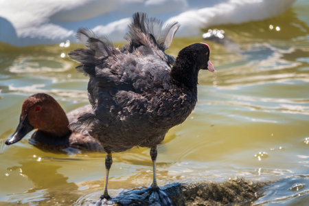 Water bird Eurasian coot, Fulica atra, standing in shallow water. Eurasian croot also known as the...