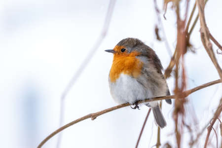 Cute bird the European Robin, Erithacus rubecula. sitting on the tree branch in winter. Beautiful song birdの写真素材
