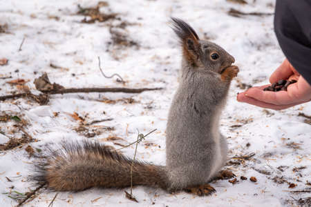 Squirrel in the winter eating nuts from a man's hand. Caring for animals in winter or autumn. Eurasian red squirrel, Sciurus vulgarisの写真素材