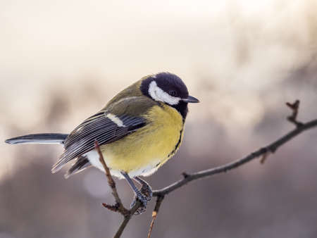 Cute bird Great tit, songbird sitting on a branch without leaves in the autumn or winter. Parus majorの写真素材