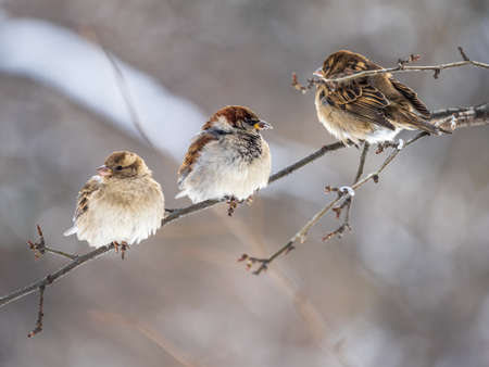 Three Sparrows sits on a branch without leaves. Sparrows on a branch in the autumn or winterの写真素材