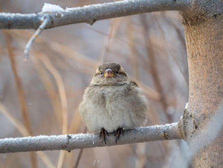 Sparrow sits on a branch without leaves. Sparrow on a branch in the autumn or winterの写真素材