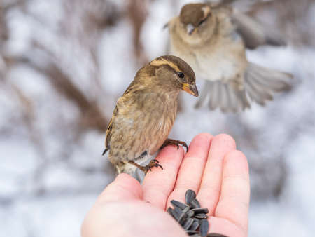 Sparrow eats seeds from a man's hand. A Sparrow bird sitting on the hand and eating nuts.の写真素材