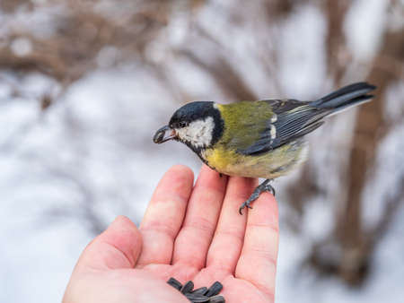 A tit sits on a man's hand and eats seeds. Taking care of birds in winter.の写真素材
