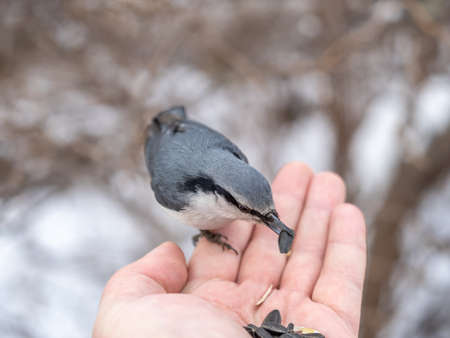 The Eurasian nuthatch eats seeds from a man's hand. Hungry bird wood nuthatch eating seeds from a hand during winter or autumn. Caring for animals in winter or autumn.の写真素材