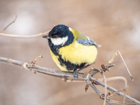 Cute bird Great tit, songbird sitting on a branch without leaves in the autumn or winter. Parus majorの写真素材