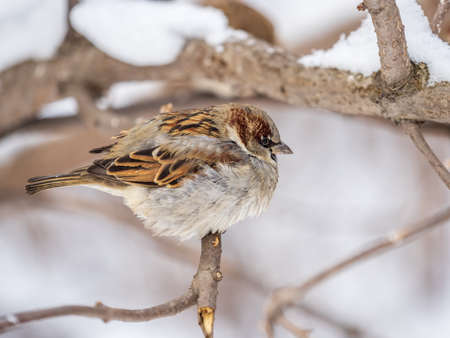 Sparrow sits on a branch without leaves. Sparrow on a branch in the autumn or winterの写真素材