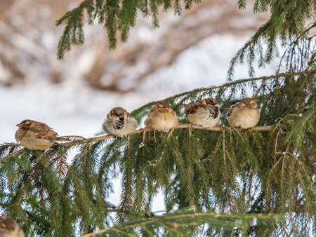 Five Sparrows sits on a fir branch. Sparrows on a branch in the autumn or winterの写真素材