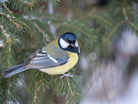 Cute bird Great tit, songbird sitting on the nice fir branch. Parus majorの写真素材