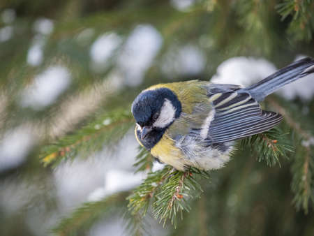 Cute bird Great tit, songbird sitting on the fir branch with snow in winter. Parus majorの写真素材