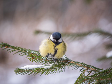 Cute bird Great tit, songbird sitting on the fir branch with snow in winter. Parus majorの写真素材