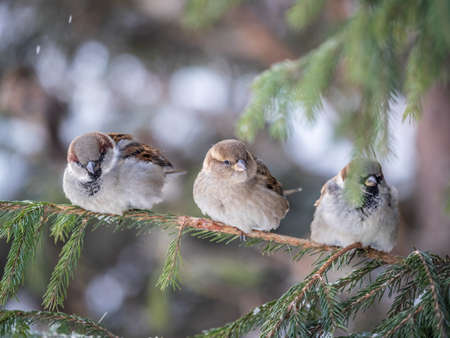 Three Sparrows sits on a fir branch. Sparrows on a branch in the autumn or winterの写真素材