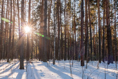 Beautiful winter landscape. winter forest The Sun's rays pass through the trees in winter forest. Pine and birch in winter forest on a bright sunny dayの写真素材