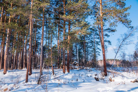 Pine and birch in winter forest on a bright sunny dayの写真素材
