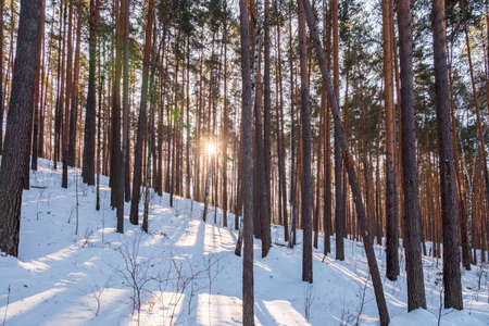 Beautiful winter landscape. winter forest The Sun's rays pass through the trees in winter forest. Pine and birch in winter forest on a bright sunny dayの写真素材