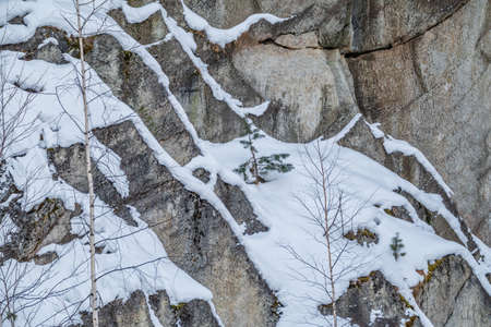 Pines and birces on snow-covered rock in winter. Stone rock textureの写真素材