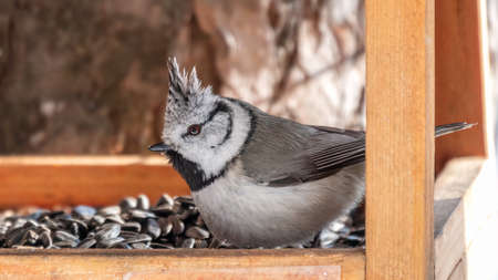 Cute bird European Crested Tit perching on wooden bird feeder full of sunflower seeds. The European crested tit, or simply crested tit, lat. Lophophanes cristatusの写真素材