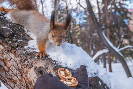 Squirrel in the winter eating nuts from a man's hand. Caring for animals in winter or autumn. Eurasian red squirrel, Sciurus vulgarisの写真素材