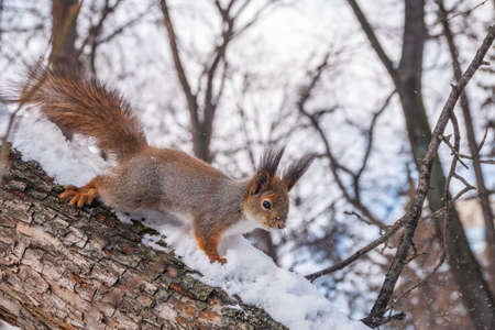Squirrel in winter sits on a tree trunk with snow. Eurasian red squirrel, Sciurus vulgaris, sitting on branch covered in snow in winter.の写真素材