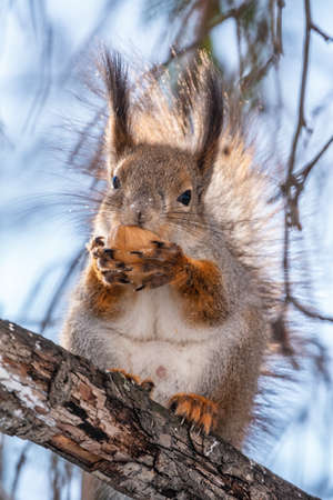 The squirrel with nut sits on tree in the winter or late autumn. Eurasian red squirrel, Sciurus vulgaris.の写真素材