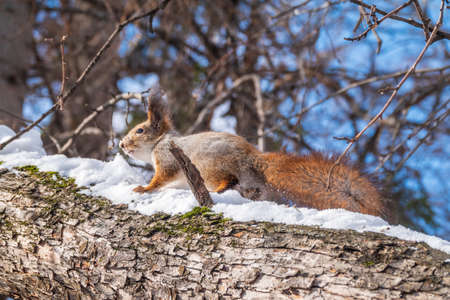 Squirrel in winter sits on a tree trunk with snow. Eurasian red squirrel, Sciurus vulgaris, sitting on branch covered in snow in winter.の写真素材