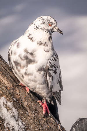 White and gray pigeon sitting on a branch. Domestic pigeon bird and blurred natural background. Gray dove bird.の写真素材