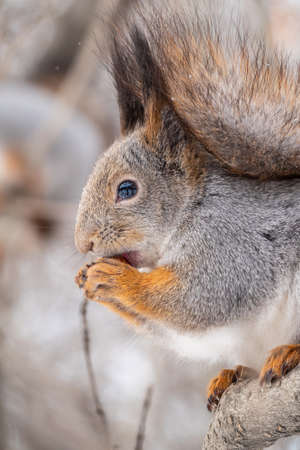 The squirrel with nut sits on tree in the winter or late autumn. Portrait of the squirrel close-up. Eurasian red squirrel, Sciurus vulgaris.の写真素材