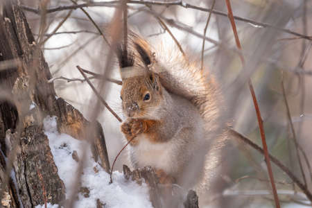 The squirrel with nut sits on tree in the winter or late autumn. Eurasian red squirrel, Sciurus vulgaris.の写真素材