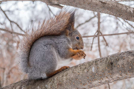 The squirrel with nut sits on tree in the winter or late autumn. Eurasian red squirrel, Sciurus vulgaris.の写真素材