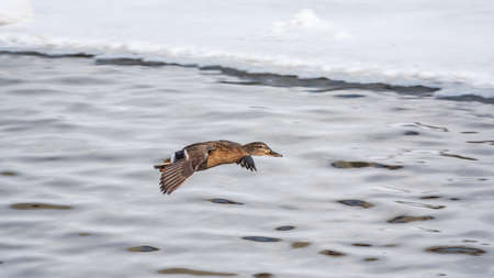 Mallard Duck flies over the snowy river bank. Mallard Duck, femaleの写真素材