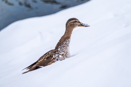 Female duck sits on the white snow. Mallard, lat. Anas platyrhynchos.の素材 [FY310179934278]