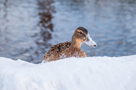 Female duck sits on the white snow. Mallard, lat. Anas platyrhynchos.の写真素材