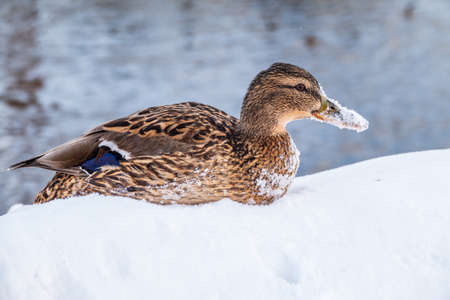 Female duck sits on the white snow. Mallard, lat. Anas platyrhynchos.の写真素材