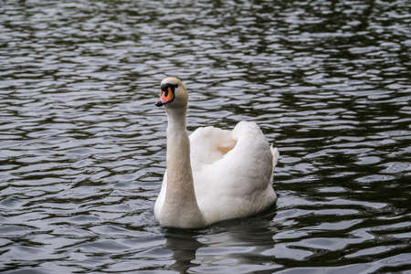 A graceful white swan swimming on a lake with dark water. The white swan is reflected in the water. The mute swan, Cygnus olorの写真素材