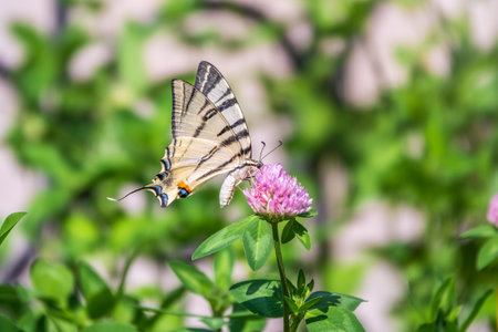 Beautiful Butterfly Scarce Swallowtail, Sail Swallowtail, Pear-tree Swallowtail, Podalirius....