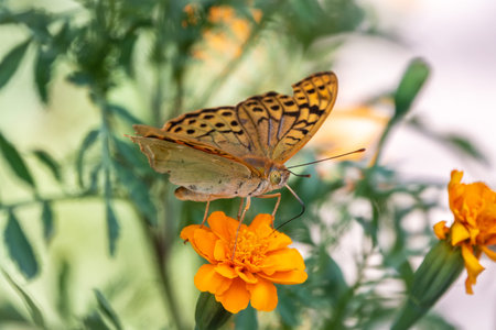 The dark green fritillary butterfly collects nectar on flower. Speyeria aglaja, previously known as Argynnis aglaja is a species of butterfly in the family Nymphalidae.の写真素材