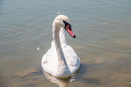 Graceful white Swan swimming in the lake, swans in the wild. Portrait of a white swan swimming on a lake. The mute swan, latin name Cygnus olor.の写真素材