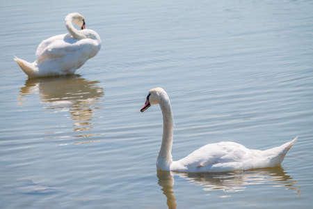 Two Graceful white Swans swimming in the lake, swans in the wild. The mute swan, latin name Cygnus olor.の写真素材