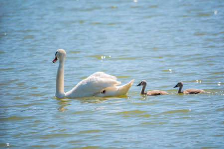 A female mute swan, Cygnus olor, swimming on a lake with its new born baby cygnets. White swan and its chicks. Mute swan protects its small offspring. Gray, fluffy new born baby cygnets.の写真素材