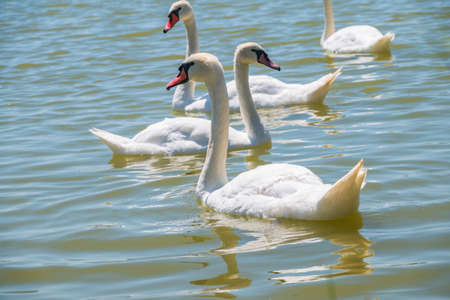 A large flock of graceful white swans swims in the lake., Swans in the wild. The mute swan, latin name Cygnus olor.の写真素材
