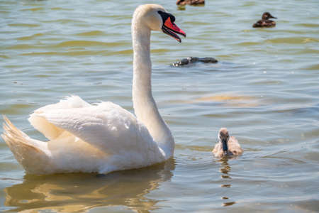 A female mute swan, Cygnus olor, swimming on a lake with its new born baby cygnets. White swan and its chicks. Mute swan protects its small offspring. Gray, fluffy new born baby cygnets.の写真素材