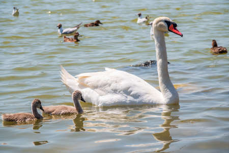 A female mute swan, Cygnus olor, swimming on a lake with its new born baby cygnets. White swan and its chicks. Mute swan protects its small offspring. Gray, fluffy new born baby cygnets.の写真素材