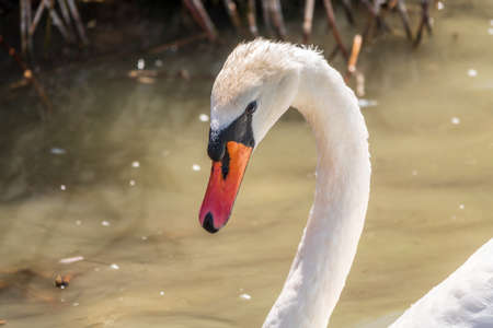 Portrait of a graceful white swan with long neck on blue water background. The mute swan, Cygnus olorの写真素材