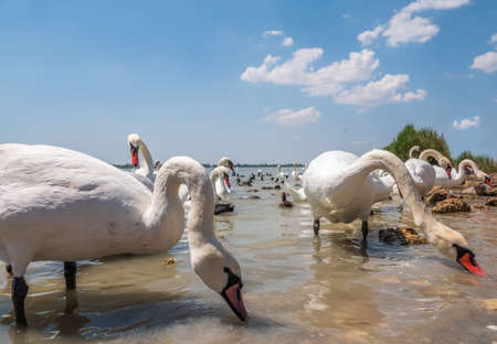A large flock of graceful white swans swims in the lake., Swans in the wild. The mute swan, latin name Cygnus olor.の写真素材