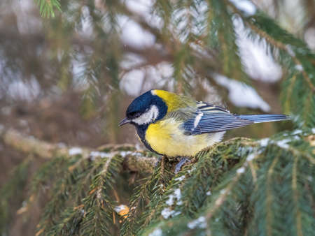 Cute bird Great tit, songbird sitting on the fir branch with snow in winter. Parus majorの写真素材