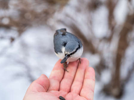 The Eurasian nuthatch eats seeds from a man's hand. Hungry bird wood nuthatch eating seeds from a hand during winter or autumn. Caring for animals in winter or autumn.の写真素材