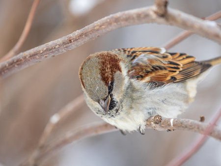 Sparrow sits on a branch without leaves. Sparrow on a branch in the autumn or winterの写真素材