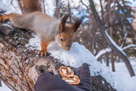 Squirrel in the winter eating nuts from a man's hand. Caring for animals in winter or autumn. Eurasian red squirrel, Sciurus vulgarisの写真素材