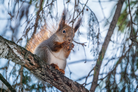 The squirrel with nut sits on tree in the winter or late autumn. Eurasian red squirrel, Sciurus vulgaris.の写真素材