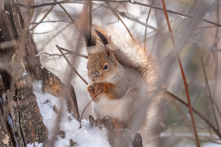 The squirrel with nut sits on tree in the winter or late autumn. Eurasian red squirrel, Sciurus vulgaris.の写真素材